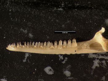 Media type: image;   Herpetology R-131955